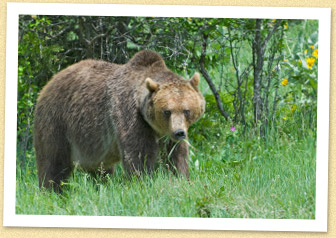 Grizzly Bear Hunting